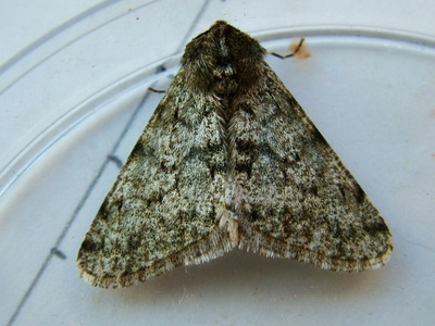 Pale Brindled Beauty